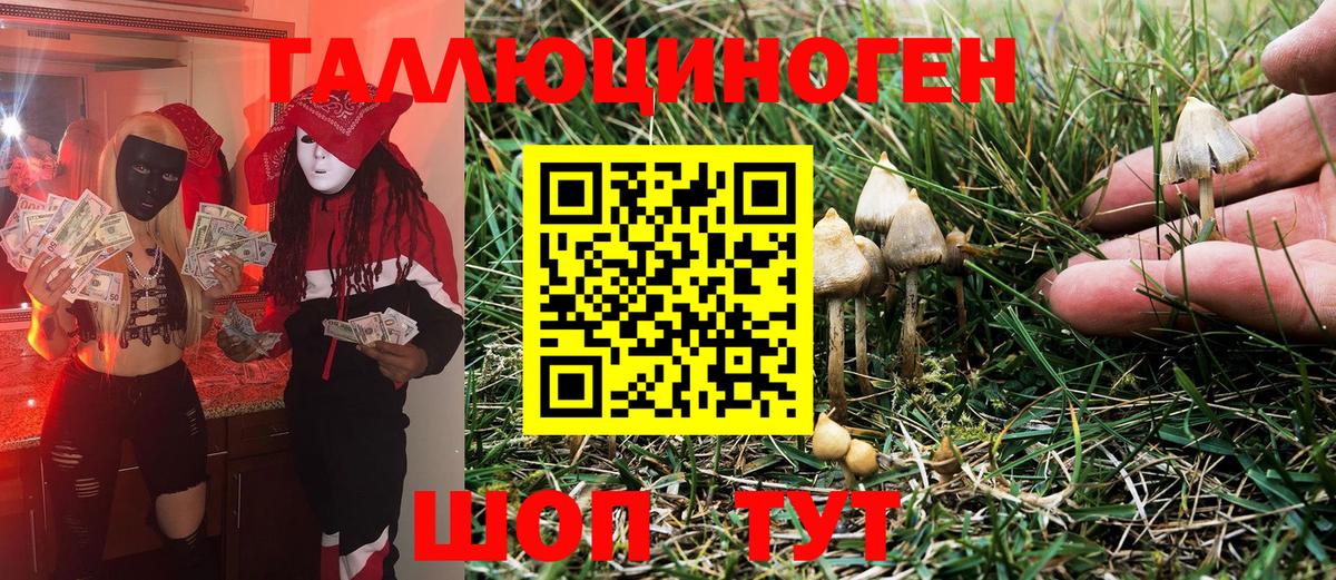 Галлюциногенные грибы Psilocybe  Псилоцибиновые грибы прущие грибы  Кувандык  Вход с VPN 